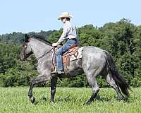 quarter-horse-draft