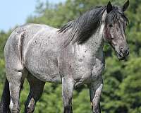 ranch-work-draft-horse