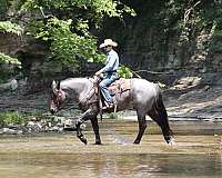 calf-roping-draft-horse