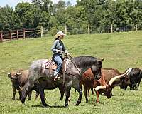 flashy-draft-horse