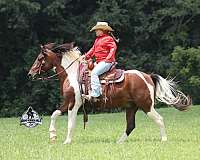 quarter-horse