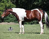 ranch-work-quarter-horse