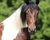 beginner-safe-quarter-horse