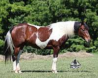 family-horse-quarter