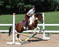 beginner-quarter-horse