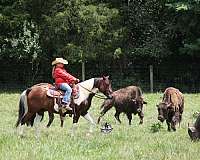 experienced-quarter-horse
