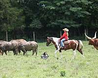 heading-quarter-horse