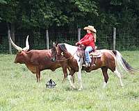 heel-quarter-horse