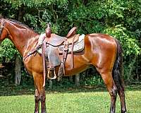 all-around-morgan-horse