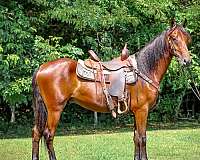 athletic-morgan-horse