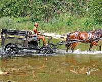 drill-team-morgan-horse