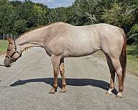 all-around-quarter-horse