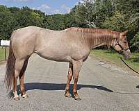 athletic-quarter-horse