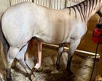 mitchssmokedusted-quarter-horse