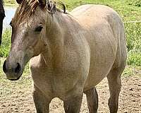 harlanbred-quarter-horse