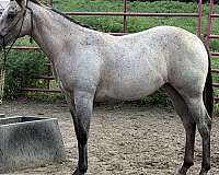 roaniepony-quarter-horse