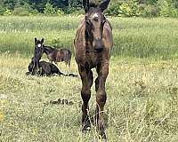 small-star-natural-tail-horse