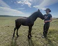 black-small-star-natural-tail-horse