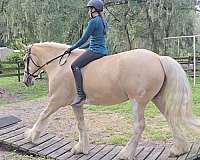 all-around-gypsy-vanner-horse