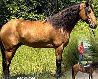 backs-american-gaited-horse