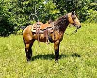 backs-up-american-gaited-horse