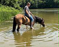 barn-american-gaited-horse