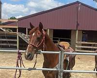 chestnut-ranch-trail-horse
