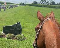 morgan-gelding