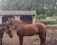 morgan-horse-for-sale