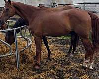 ranch-trail-morgan-horse