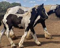 black-white-gypsy-vanner-filly-weanling