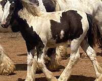 breeding-show-filly-weanling