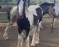 black-white-gvhs-filly-weanling