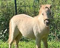 hind-stockings-left-side-body-spot-horse