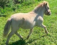 champagne-hind-stockings-left-side-body-spot-horse