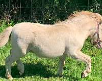 4h-project-miniature-horse