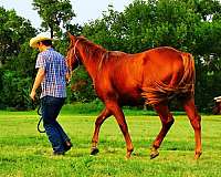 15-hand-quarter-horse-gelding