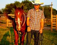 15-hand-quarter-horse