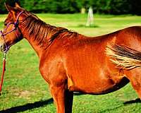 quarter-horse-gelding