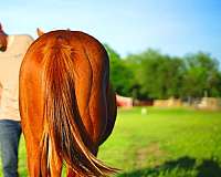 gelding