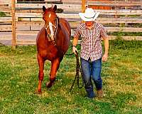 quarter-horse-for-sale