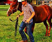 15-hand-gelding