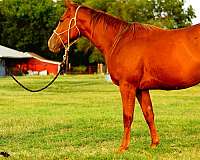 okie-leo-horse
