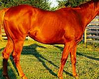colt