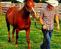 quarter-horse