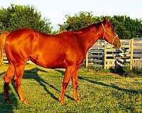 okie-leo-gelding