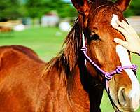 blaze-horse