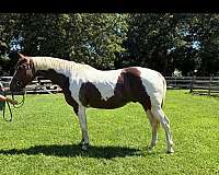 all-around-paint-horse