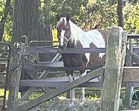 dressage-paint-horse