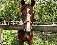 field-hunter-paint-horse